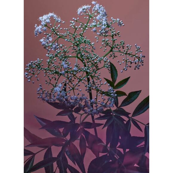 RETAIL $87 Twentynine Palms Santa‎ Ana Salve Facial Moisturizer*Hyaluronic Acid - Picture 5 of 5